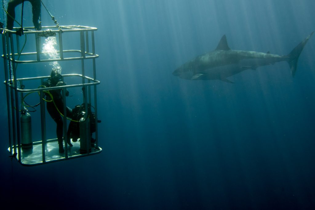 cage dive with White shark Guadalupe Island 